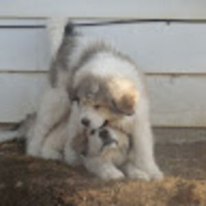 Meet your Posher, Faith